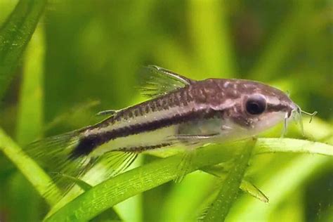 cory fish|Cory Catfish: Care Guide, Breeding, Tank Size, and Disease.